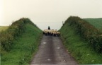 Davidsheep.jpg