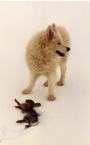 Morganrbt.jpg